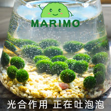�Ҹ�������marimo��̬ƿ���Դ�������ˮ��ֲ��΢���۸���������Ī