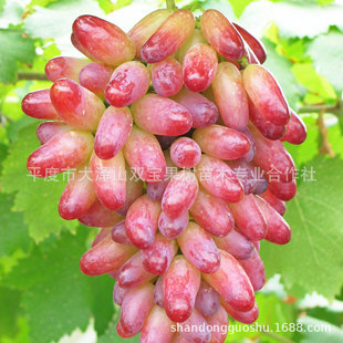 Beauty Refers to Grape Seedlings, Shandong Base Wholesale, New Varieties of Fruit Tree Seedlings Planted in the North and South, Low Price