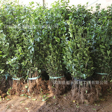 ~SͥԺ·Gֲ﹫@쾰ɫKGhļ~