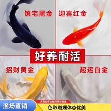 �\���~���~��ˮ��ˮ�~���^�p�~���~С�ͺ��B�ͻ�N�t����ɫ�ݽ�