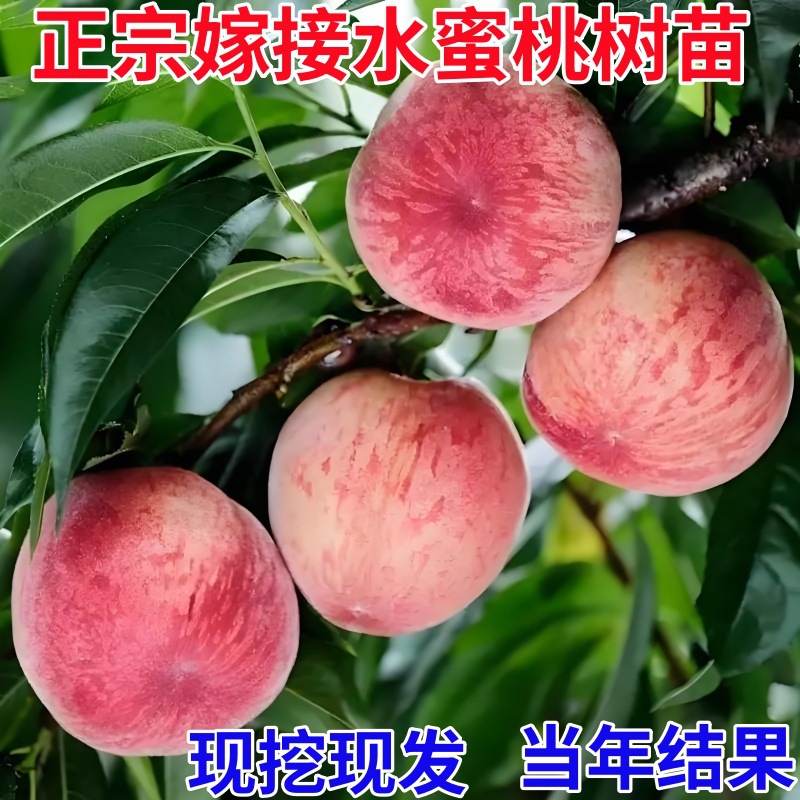 水蜜桃树果苗嫁接桃树苗南北方种植特大盆栽地栽当年结果桃树果苗