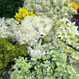 �¿��Y����Gֲ�~�ľGɫ�\�Gɫ���Gɫ �۾Gɫ����֦���Ż�Y��