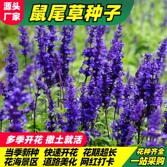 蓝花鼠尾草种子室外庭院耐寒花籽四季播种开花一串兰花种籽子盆栽