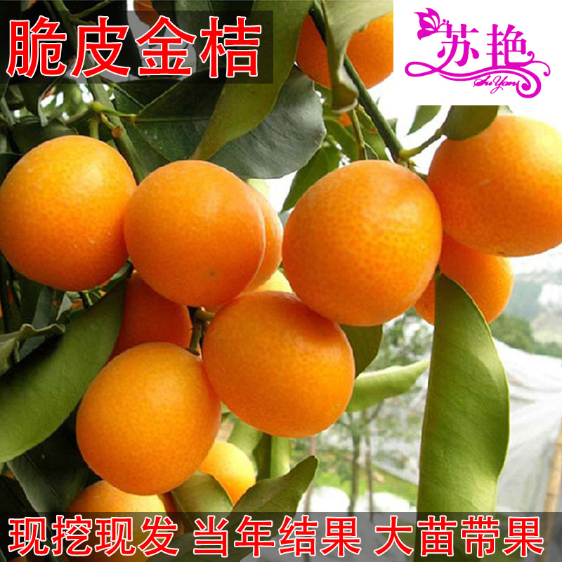 金桔树苗嫁接 脆皮金桔苗 金钱桔树苗金橘甜桔苗盆栽地栽当年结果