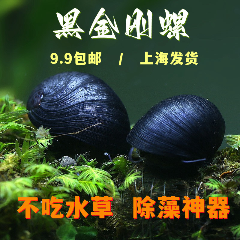 Black Diamond Snail Does Not Eat Aquatic Plants, Tank Cleaning Freshwater Algae Removal Tool Snail Tropical Ornamental Live Cleaning Pet Snail Black Diamond Snail Does Not Eat Aquatic Plants, Tank Cleaning Freshwater Algae Removal Tool Snail Tropical Ornamental Live Cleaning Pet Snail