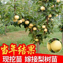 ���������޽���������Sˮ���Ә��m���Ԯ���Y������䎧��
