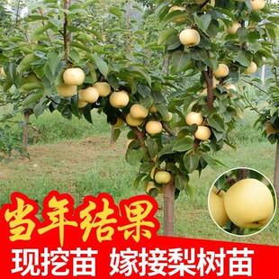 ���������޽���������Sˮ���Ә��m���Ԯ���Y������䎧��