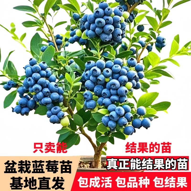 Саженцы черничного дерева на балконе