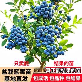 蓝莓树果苗绿宝石果树苗南北方易种植兔眼特大号苗蓝莓带果盆栽