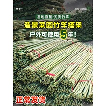竹竿菜园搭架蔬菜黄瓜番茄豆角架杆竹篱笆栅栏小竹子细竹竿葡萄架
