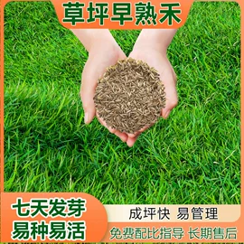 草种子;一二年生花卉;宿根花卉