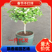 һ�����l�P�����򪚗U�ΰ����������ذ�������҃�ֲ�ﻨ�绢�^