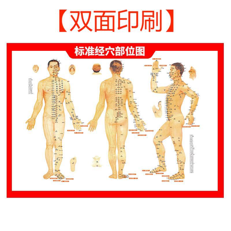 卸売り穴位図標準人体灸図経絡施灸高清両面カラー鍼灸図南陽現物|undefined