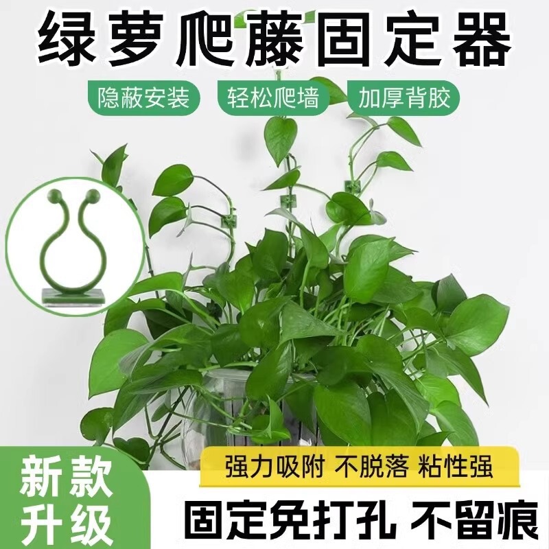 绿萝爬墙固定器绿植攀爬绿植爬墙神器夹子墙上无痕挂钩粘爬藤杆子|undefined
