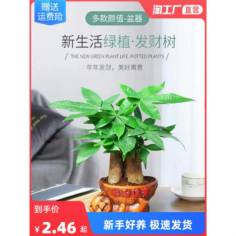 Money Tree Potted Green Plant Big Money Tree Indoor Formaldehyde-Absorbing Green Dill and Asparagus Hydroponic Rich Bamboo Easy to Maintain Living Room