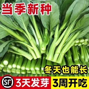 �V�|�ľŲ��ķN�ӷN�Ѳ�̦����Ĵ����ļ��߲��ݲ��Ѳ˷N�＾�Ϸ�