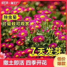 除虫菊种子驱蚊草菊花种籽子花种子四季盆栽播种种植种孑重瓣春天