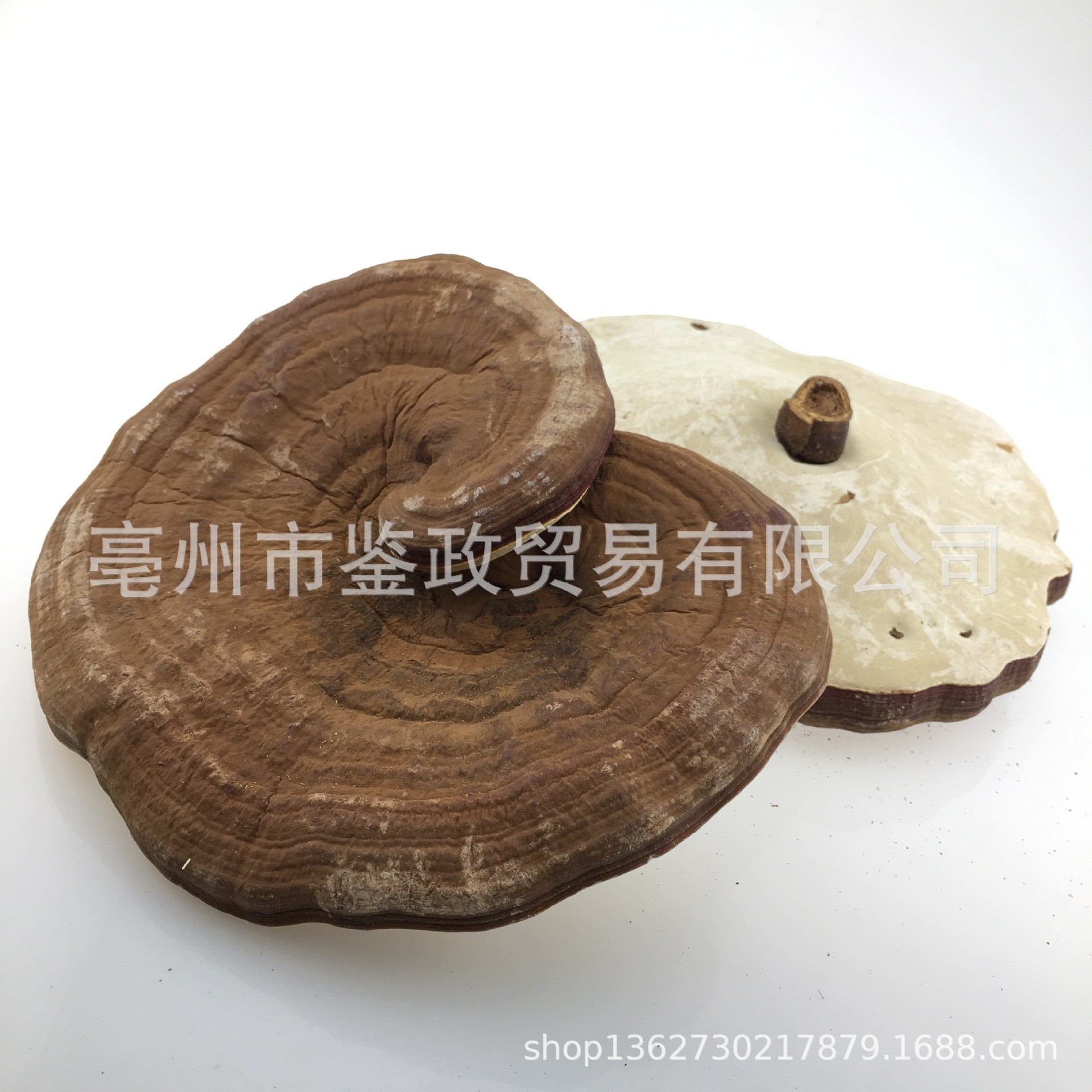 Dried Red Reishi Mushroom Whole Ling Zhi Ganoderma lucidum Traditional Herbal Tea and Decoction Herb 500g quality and texture