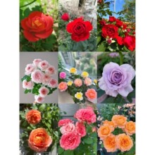 180�¼����Թ�֭�̨���Ի��ܴ��軨õ���Nޱ�����L�ͺ��͟�����