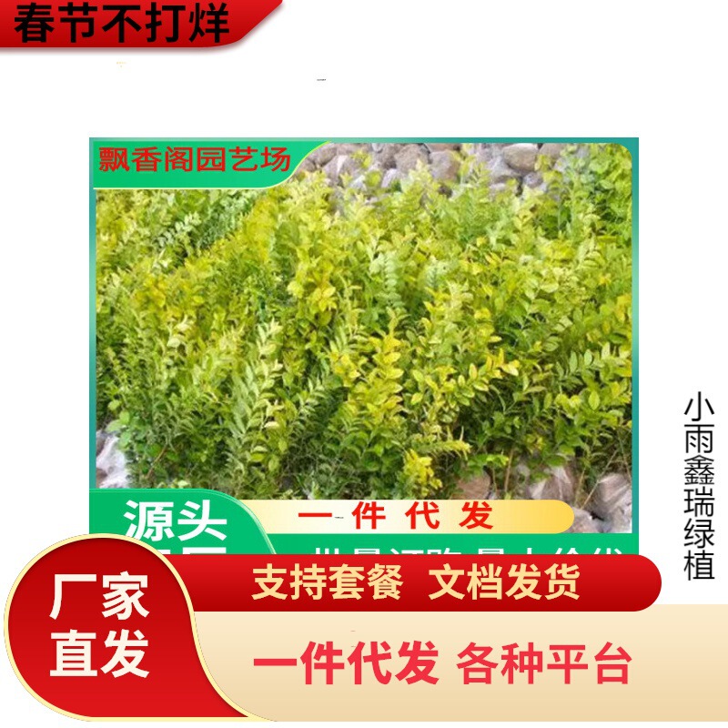 Dropshipping Golden Leaf Ligustrum Potted Plant Bright Golden Ligustrum Ball Outdoor Courtyard Flower Mirror Plant Heat-Resistant and Cold-Resistant All Year Round