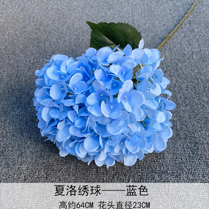 Charlotte Hortensia azul