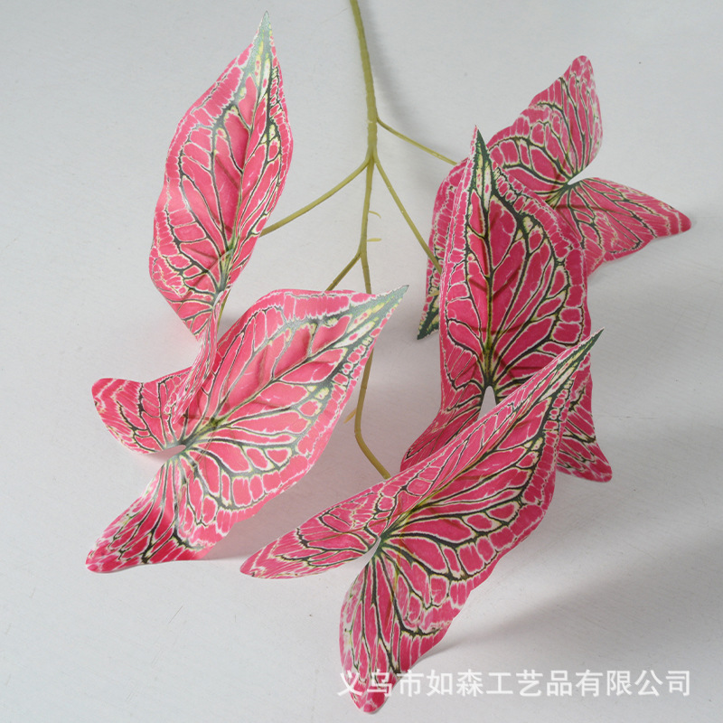 Hojas de taro coloridas con líneas verdes y polvo oscuro.