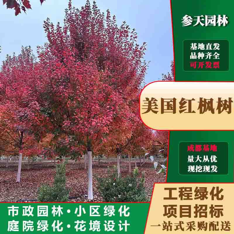 贵州美国红枫基地美国红枫苗圃美国红枫批发美国红枫熟苗美国红枫