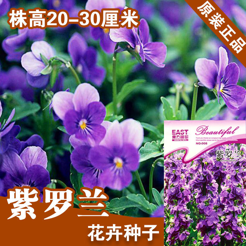 紫罗兰种子紫罗兰籽鲜花种子花卉种子花卉种子花种花籽种子批发