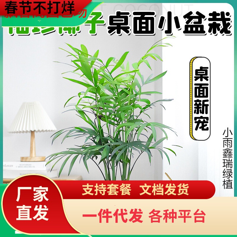 Dropshipping Pocket-Sized Coconut Desktop Small Potted Indoor Living Room Office Green Plant Bonsai Plant for All Seasons