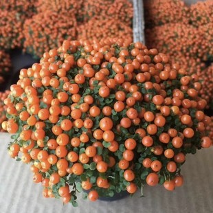 2505�t�������� Nertera depressaBanks et Soland. ex J �����