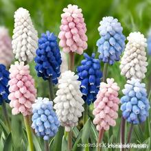 批发葡萄风信子种球水养土培冬季水培耐寒易活花卉盆栽植物室内花