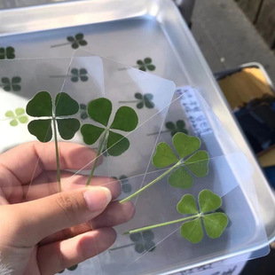 Cute Lucky Four-Leaf Clover New Bookmark Wishing Healing Fresh Simple Style Transparent Card Natural Original Grass Transparent Card Full