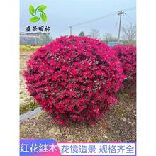 �t���^ľ��t���^ľ���̈́e��ͥԺ��ɫ�h����G�����̘����ļ�����