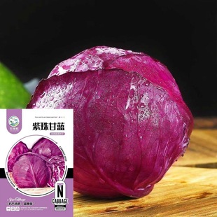 ���l��ɫ������{�N���ϰ��Ĳ��Ѿ����r���ϸ��{�N���߲˷N�ӹ�˾