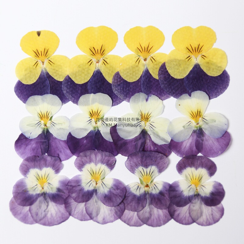 Pansy Dried Flower Embossed Pansy Embossed Material Package Real Flower Plant Specimen DIY Handmade Real Flower Table Lamp Photo Frame