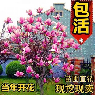 һ�����l�e��ͥԺ�е��G���_������ľ���m�������Ե��Լ޽Ӽt����
