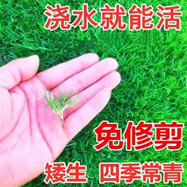 花盆容器;园艺工具;种球