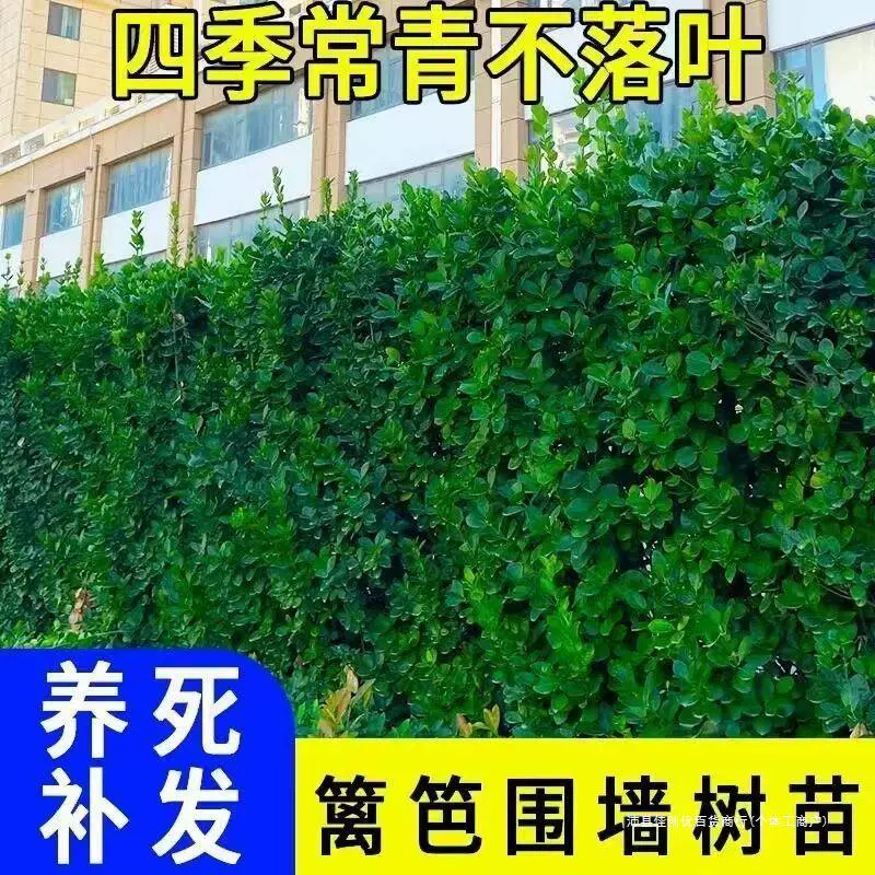 Саженцы самшита Хоккайдо для забора во дворе, холли, морозостойкое многолистное растение, вечнозеленый кустарник, всесезонная живая изгородь