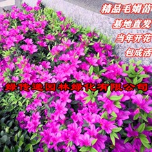 毛杜鹃夏娟毛鹃花苗工程绿化苗木毛娟小苗花庭院花坛开花植物树苗