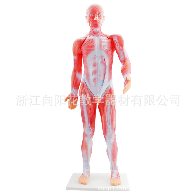 厂家直销 3224人体肌肉模型生物医疗教学模型