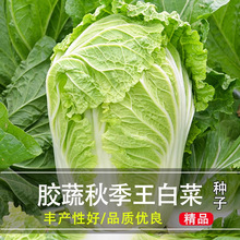 大白菜种子白菜籽蔬菜山东白菜种孑冬季四季秋大白菜种籽大全秋季