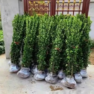 һ���ɰl�������������~�S����綬�๤�̾G���ļ�����h���m��ͥ