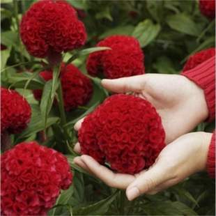 �u�ڻ��N���߲��Pβ�u�ڻ��ڠ�N�����ͺ��׻��ļ����Ի��ܷN��