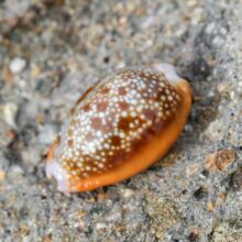 �t������ؐ���Ҿ��b��ղؔ[���˱�ˮ���^�쾰�[̨�̄նYƷ���