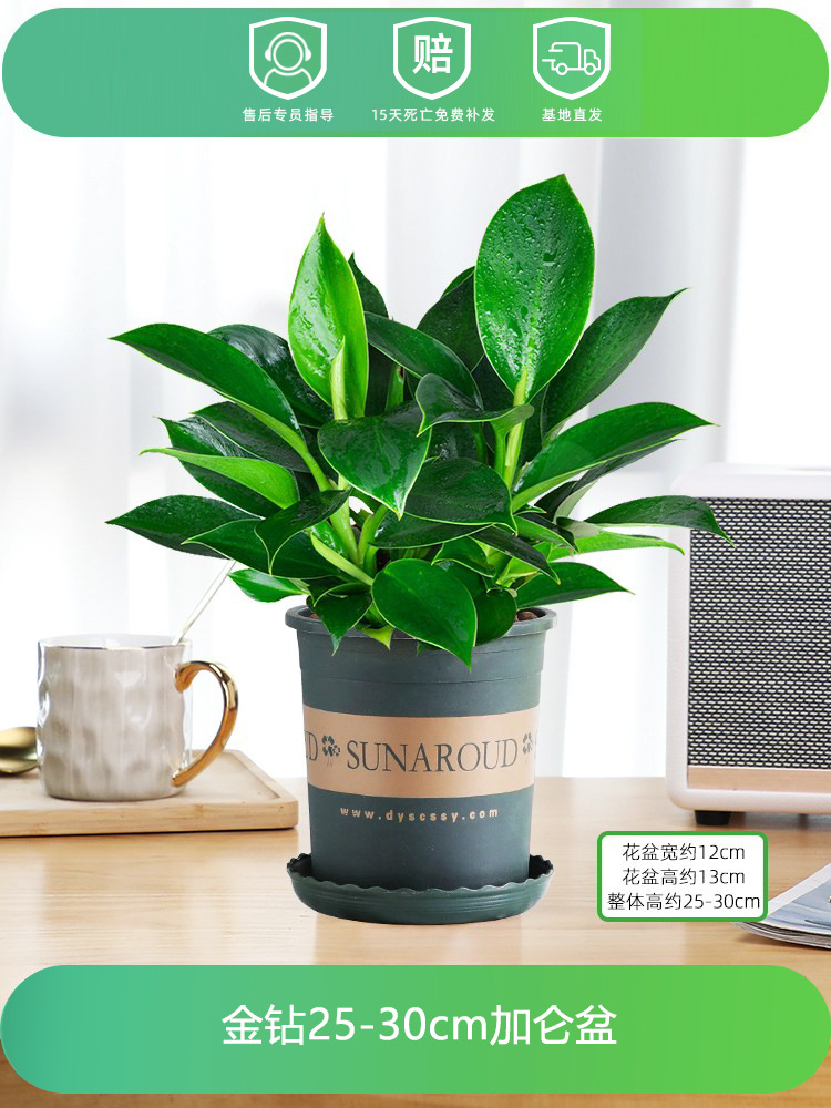 [2개 세면대 특가] 골든 다이아몬드 25-30CM [갤런 세면대] + 영양액