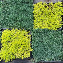 中华景天四季常青耐寒耐旱好养懒人地被多年生屋顶绿化苗多肉植物