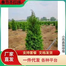 一件代发蜀块塔松树苗桧柏墓地松四季常青绿化苗龙柏树苗塔柏苗龙