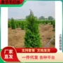 苗龙塔柏松树苗墓地