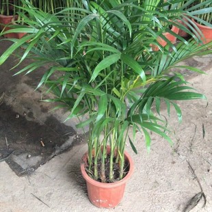 905 wholesale supply of Hawaiian coconut 0.8-2 meters high Hawaiian potted seedlings