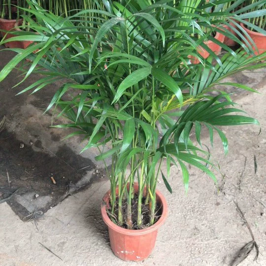 905 оптовая поставка гавайских кокосов 0,8-2 метра гавайских саженцев в горшках